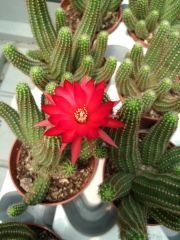 Kaktüs, Chamaecereus Rojo Mükemmel Kırmızı Renk Çiçekli-Yavrulu -8,5 cm saksıda-Teraryum,Sukulent