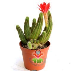 Kaktüs, Chamaecereus Rojo Mükemmel Kırmızı Renk Çiçekli-Yavrulu -8,5 cm saksıda-Teraryum,Sukulent