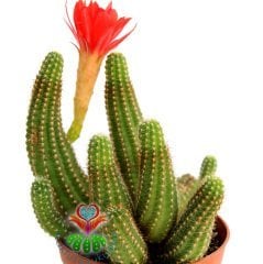 Kaktüs, Chamaecereus Rojo Mükemmel Kırmızı Renk Çiçekli-Yavrulu -8,5 cm saksıda-Teraryum,Sukulent