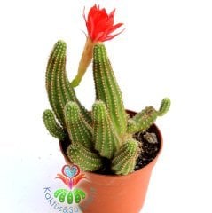 Kaktüs, Chamaecereus Rojo Mükemmel Kırmızı Renk Çiçekli-Yavrulu -8,5 cm saksıda-Teraryum,Sukulent