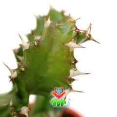 Spiral Kaktüs,Euphorbia Tortilis-Burgulu Formlu-15 cm Saksıda-30+cm Uzunlukta