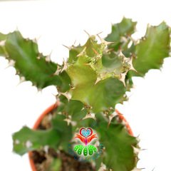 Spiral Kaktüs,Euphorbia Tortilis-Burgulu Formlu-15 cm Saksıda-30+cm Uzunlukta