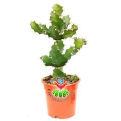 Spiral Kaktüs,Euphorbia Tortilis-Burgulu Formlu-15 cm Saksıda-30+cm Uzunlukta