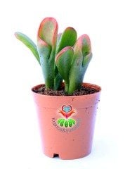 Crassula Ovata Gollum Huge-Büyük Uçları Kırmızı Yapraklı- Shrek Kulağı-8.5 cm saksı