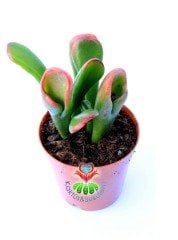 Crassula Ovata Gollum Huge-Büyük Uçları Kırmızı Yapraklı- Shrek Kulağı-8.5 cm saksı