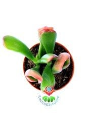 Crassula Ovata Gollum Huge-Büyük Uçları Kırmızı Yapraklı- Shrek Kulağı-8.5 cm saksı