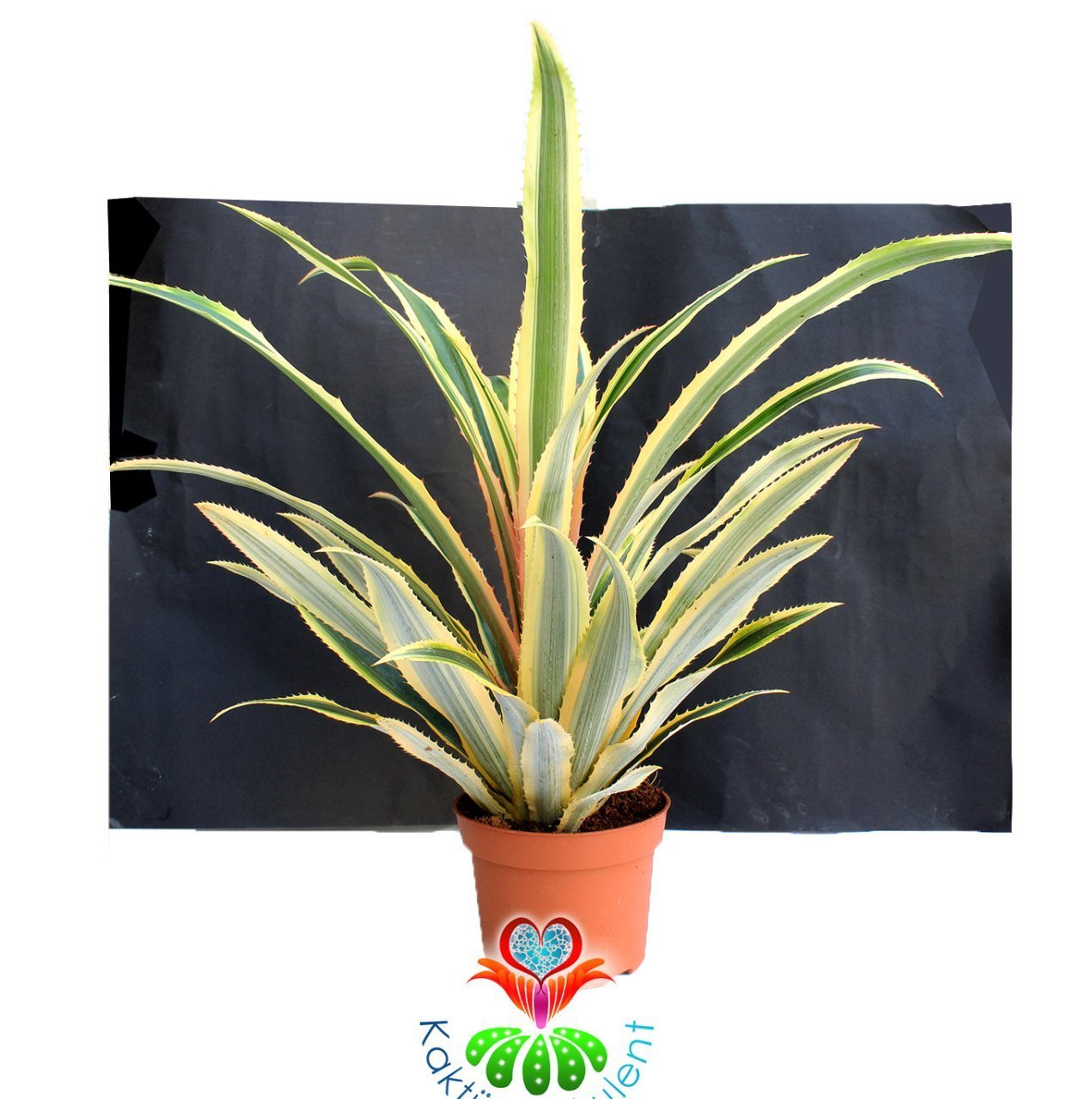 Kırmızı Ananas Ağacı,Ananas Comosus 'Variegatus'-Tropikal -12 cm saksıda-Teraryum,Kaktüs, Sukulent