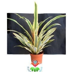 Kırmızı Ananas Ağacı,Ananas Comosus 'Variegatus'-Tropikal -12 cm saksıda-Teraryum,Kaktüs, Sukulent