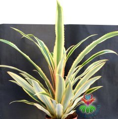 Kırmızı Ananas Ağacı,Ananas Comosus 'Variegatus'-Tropikal -12 cm saksıda-Teraryum,Kaktüs, Sukulent