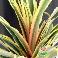Kırmızı Ananas Ağacı,Ananas Comosus 'Variegatus'-Tropikal -12 cm saksıda-Teraryum,Kaktüs, Sukulent