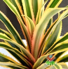 Kırmızı Ananas Ağacı,Ananas Comosus 'Variegatus'-Tropikal -12 cm saksıda-Teraryum,Kaktüs, Sukulent