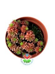 Cremnosedum Little Tippy Pink - Renkli Özel Tür- 8,5 cm Saksıda