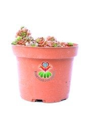 Cremnosedum Little Tippy Pink - Renkli Özel Tür- 8,5 cm Saksıda
