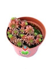 Cremnosedum Little Tippy Pink - Renkli Özel Tür- 8,5 cm Saksıda