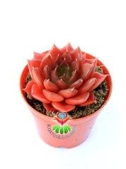 Echeveria Black Prince- Kara Prens Sukulent- Kızıl Renkli Yapraklı- 5,5 cm Saksıda