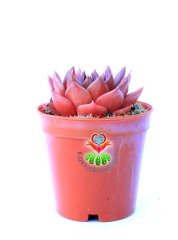 Echeveria Black Prince- Kara Prens Sukulent- Kızıl Renkli Yapraklı- 5,5 cm Saksıda