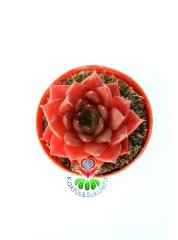 Echeveria Black Prince- Kara Prens Sukulent- Kızıl Renkli Yapraklı- 5,5 cm Saksıda