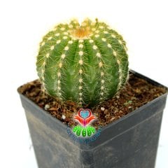 Sarı Renk Kaktüs,Notocactus Magnificus-Sarı Renk Çiçek Açar-8,5cm Saksıda