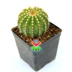 Sarı Renk Kaktüs,Notocactus Magnificus-Sarı Renk Çiçek Açar-8,5cm Saksıda