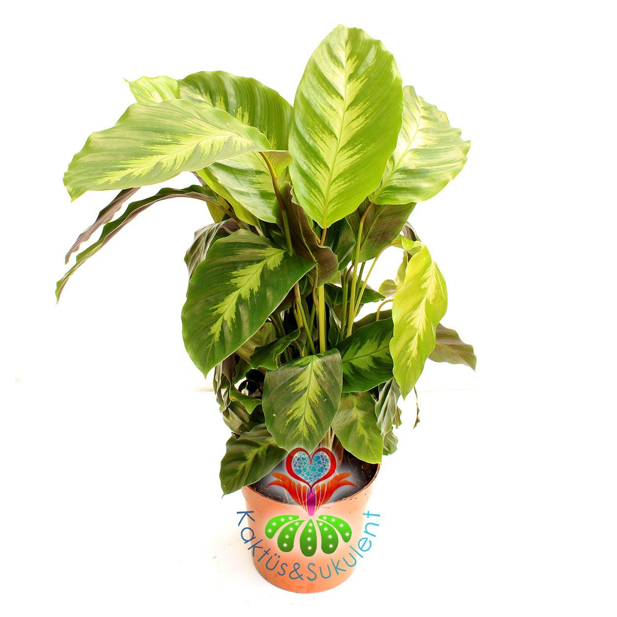 Calathea Zebrina-Büyük Yapraklı-Mükemmel Salon,Dua Çiçeği-10,5 cm Saksıda-30 cm Uzunluk