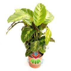 Calathea Zebrina-Büyük Yapraklı-Mükemmel Salon,Dua Çiçeği-10,5 cm Saksıda-30 cm Uzunluk