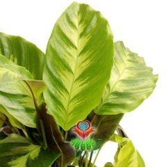 Calathea Zebrina-Büyük Yapraklı-Mükemmel Salon,Dua Çiçeği-10,5 cm Saksıda-30 cm Uzunluk
