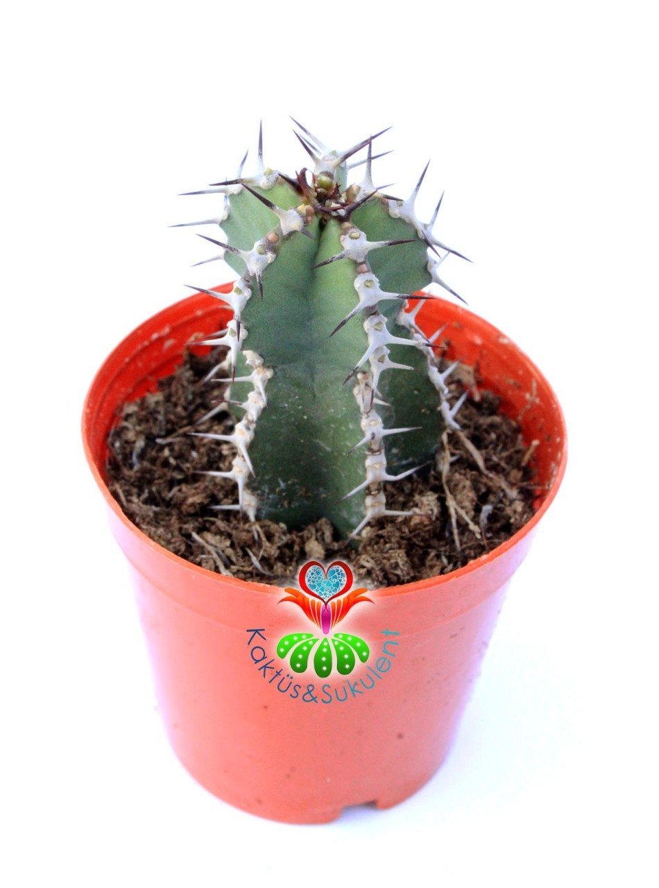 Euphorbia Cooperi 5,5 cm Saksılı Nadir Tür Kaktüs