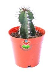 Euphorbia Cooperi 5,5 cm Saksılı Nadir Tür Kaktüs