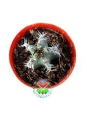 Euphorbia Cooperi 5,5 cm Saksılı Nadir Tür Kaktüs