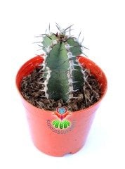 Euphorbia Cooperi 5,5 cm Saksılı Nadir Tür Kaktüs