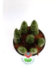 Sukulent,Sansevieria Cylindrica -Küçük Paşa Kılıcı-1 Saksıda 7 Adet- 6,5 cm saksıda