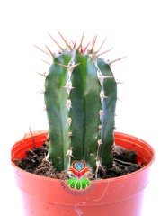 Euphorbia Fruticosa-Sert Dikenli Canlı Renkli Kaktüs-5,5 cm Saksıda