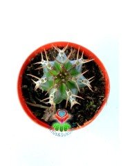 Euphorbia Fruticosa-Sert Dikenli Canlı Renkli Kaktüs-5,5 cm Saksıda
