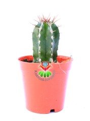 Euphorbia Fruticosa-Sert Dikenli Canlı Renkli Kaktüs-5,5 cm Saksıda