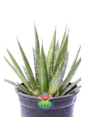 Kaktüs, Agave Parviflora -Beyaz İnce Tüylü - 10,5 cm saksıda-