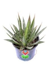 Kaktüs, Agave Parviflora -Beyaz İnce Tüylü - 10,5 cm saksıda-