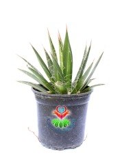 Kaktüs, Agave Parviflora -Beyaz İnce Tüylü - 10,5 cm saksıda-