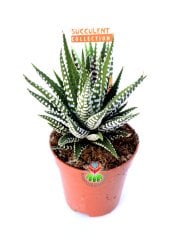 Haworthia Fasciata Zebra Plant İthal-Beyaz Çizgili- 5,5 cm saksıda Zebra Sukulent