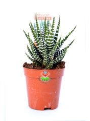 Haworthia Fasciata Zebra Plant İthal-Beyaz Çizgili- 5,5 cm saksıda Zebra Sukulent