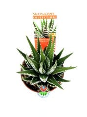 Haworthia Fasciata Zebra Plant İthal-Beyaz Çizgili- 5,5 cm saksıda Zebra Sukulent