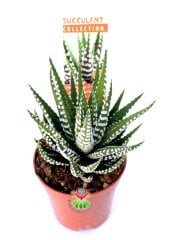 Haworthia Fasciata Zebra Plant İthal-Beyaz Çizgili- 5,5 cm saksıda Zebra Sukulent