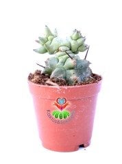 Euphorbia Horrida f. Monstruosa-Sıradışı Formlu Özel Hibrid Tür 5,5 cm Saksıda