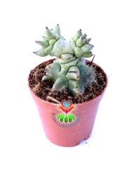 Euphorbia Horrida f. Monstruosa-Sıradışı Formlu Özel Hibrid Tür 5,5 cm Saksıda