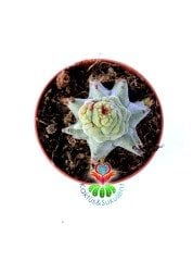 Euphorbia Horrida f. Monstruosa-Sıradışı Formlu Özel Hibrid Tür 5,5 cm Saksıda