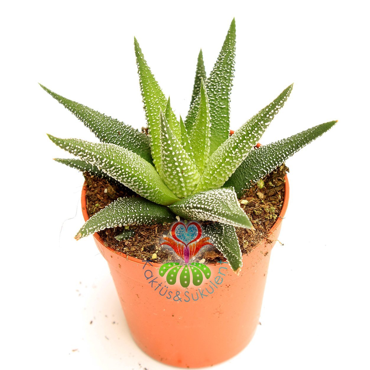 Sukulent,Haworthia Fasciata 'Concolor Zebra Plant'-Beyaz Noktalı- 5,5 cm saksıda-Teraryum, Kaktüs