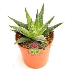 Sukulent,Haworthia Fasciata 'Concolor Zebra Plant'-Beyaz Noktalı- 5,5 cm saksıda-Teraryum, Kaktüs