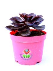 Echeveria 'Magic Red'-Doğal Kırmızı Renk Sukulent 10,5 cm Saksıda