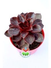 Echeveria 'Magic Red'-Doğal Kırmızı Renk Sukulent 10,5 cm Saksıda