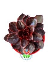 Echeveria 'Magic Red'-Doğal Kırmızı Renk Sukulent 10,5 cm Saksıda