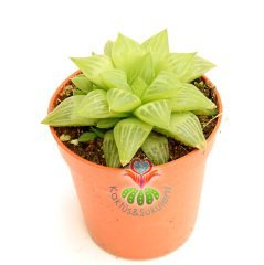 Sukulent,Haworthia Retusa Geraldii - Yıldız Form-Simetrik- 5,5 cm saksıda-Teraryum, Kaktüs